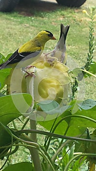 American Goldfinch on sunflower
