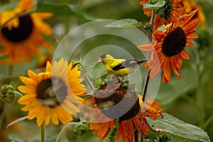 American Goldfinch with sunflowers Raleigh NC