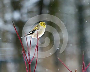 American goldfinch in winter photo
