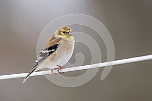 a American Goldfinch Winter Plumage with a blurred background