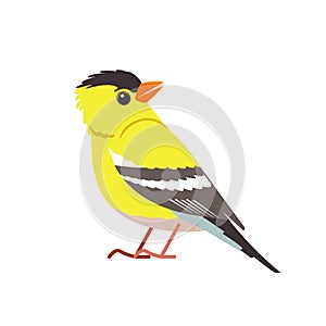 American goldfinch. Yellow bird in the finch family Cartoon flat beautiful character of ornithology, vector illustration