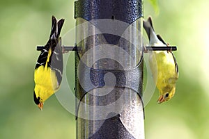 American Goldfinches  604245