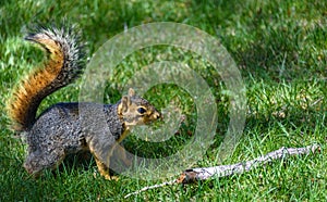 American gray squirrel on the green grass, preparing to jump