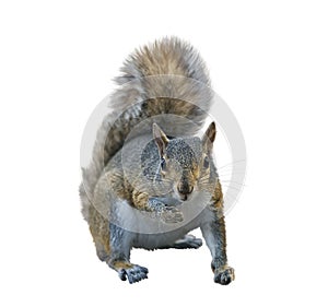 American gray squirrel on white background