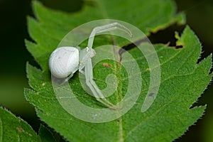 American Green Crab Spider - Misumessus oblongus