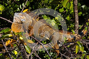 American green male iguana sitting on the tree branches basking in the bright sunlight