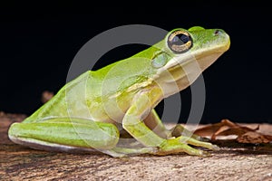 American green tree frog