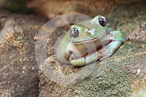 American green tree frog