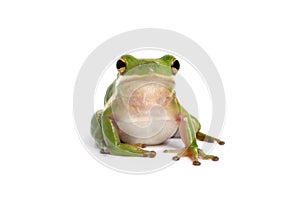 American green tree frog