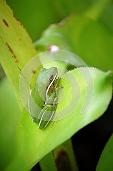 American Green Tree Frog with copy space