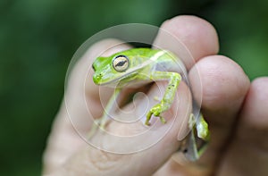 American Green Tree Frog held in hand fingers