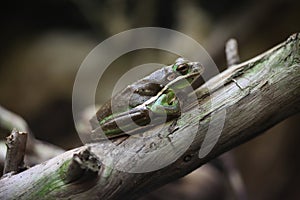 American green tree frog (Hyla cinerea).