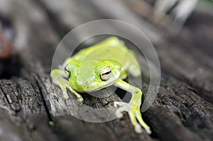 American Green Tree Frog, Hyla cinerea