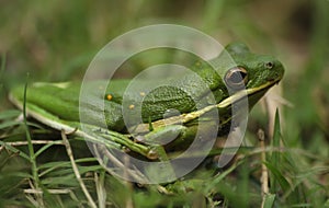 American Green Tree Frog Hyla cinerea in East Texas