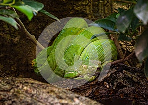 American Green Tree Frog, Hyla Cinerea and a green tree python, together in a tree, against a soft green background