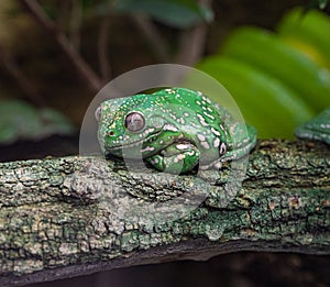 American Green Tree Frog, Hyla Cinerea, perched on a branch, against a green background