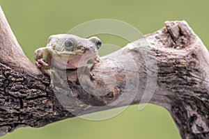 American Green Tree Frog, Hyla Cinerea, perched on a branch, against a soft green background.