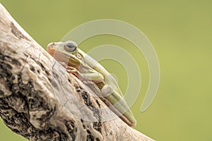 American Green Tree Frog, Hyla Cinerea, perched on a branch, against a soft green background.