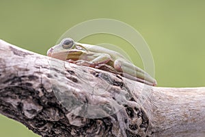 American Green Tree Frog, Hyla Cinerea, perched on a branch, against a soft green background.