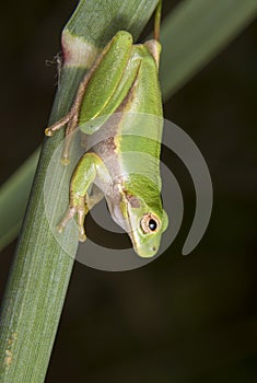 American green tree frog (Hyla cinerea) portrait.