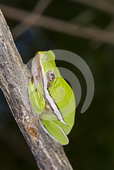 American green tree frog (Hyla cinerea) portrait.