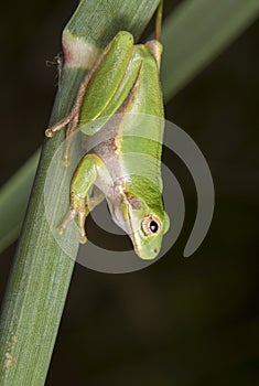 American green tree frog (Hyla cinerea) portrait. photo