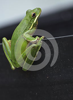 American Green Tree Frog Hyla cinerea in Texas