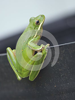 American Green Tree Frog Hyla cinerea in Texas