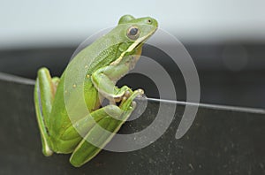 American Green Tree Frog Hyla cinerea in Texas