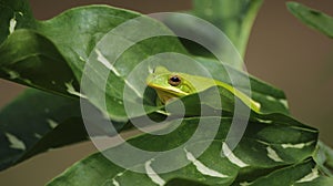 American Green Tree Frog Hyla cinerea in Texas