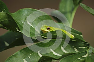 American Green Tree Frog Hyla cinerea in Texas