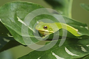 American Green Tree Frog Hyla cinerea in Texas
