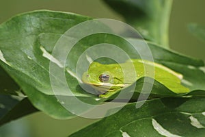 American Green Tree Frog Hyla cinerea in Texas