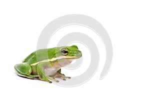 American green tree frog