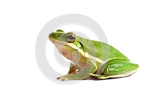 American green tree frog