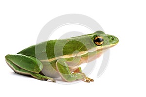 American green tree frog (Hyla cinerea) photo