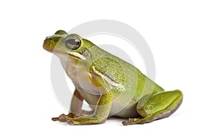 American green tree frog, isolated
