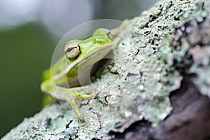 American Green Tree Frog on moss branch