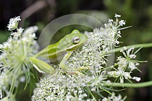 American Green Tree Frog on Queen Anne`s Lace flower