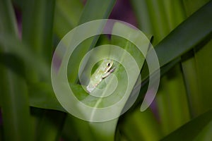 American Green Tree Frog