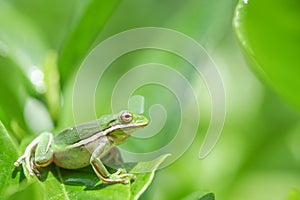 American green tree frog sitting on wet leaves in the bottom left corner of the image