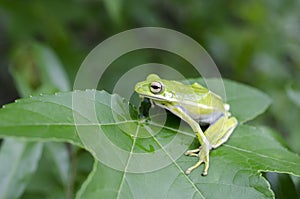 American Green Tree Frog on a Sweetgum leaf, Hyla cinerea