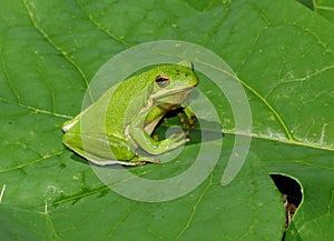 American green treefrog