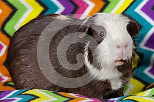 American Guinea Pig - Male