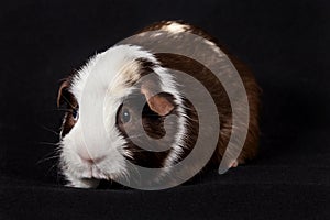 American Guinea Pig - Male