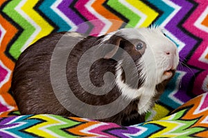 American Guinea Pig - Male