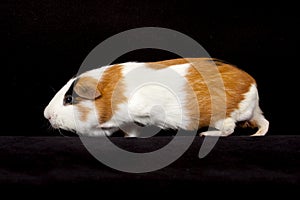 American Guinea Pigs (Cavia porcellus)