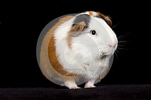 American Guinea Pigs & x28;Cavia porcellus& x29;