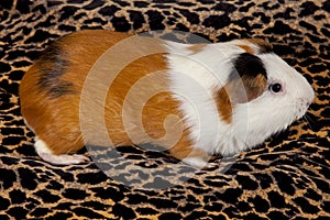 American Guinea Pigs & x28;Cavia porcellus& x29;