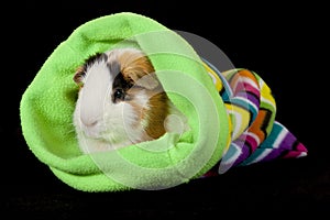 American Guinea Pigs (Cavia porcellus)